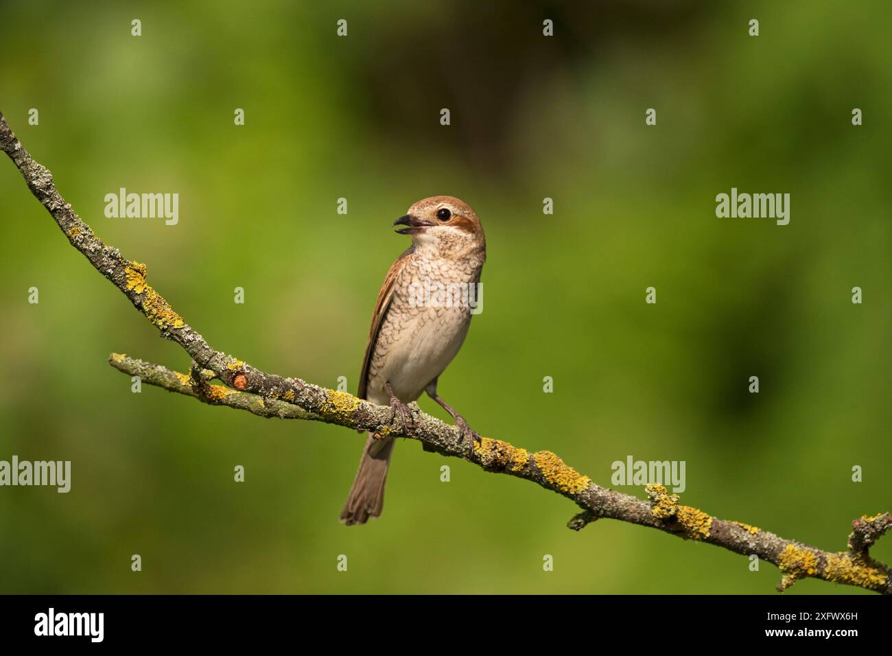Femelle du chrysme à dos rouge (Lanius collurio) perchée sur une branche morte, parc national de Kiskunsag, près de Tiszaalpar, Hongrie, juin. Banque D'Images Femelle du chrysme à dos rouge (Lanius collurio) perchée sur une branche morte, parc national de Kiskunsag, près de Tiszaalpar, Hongrie, juin. Banque D'Images