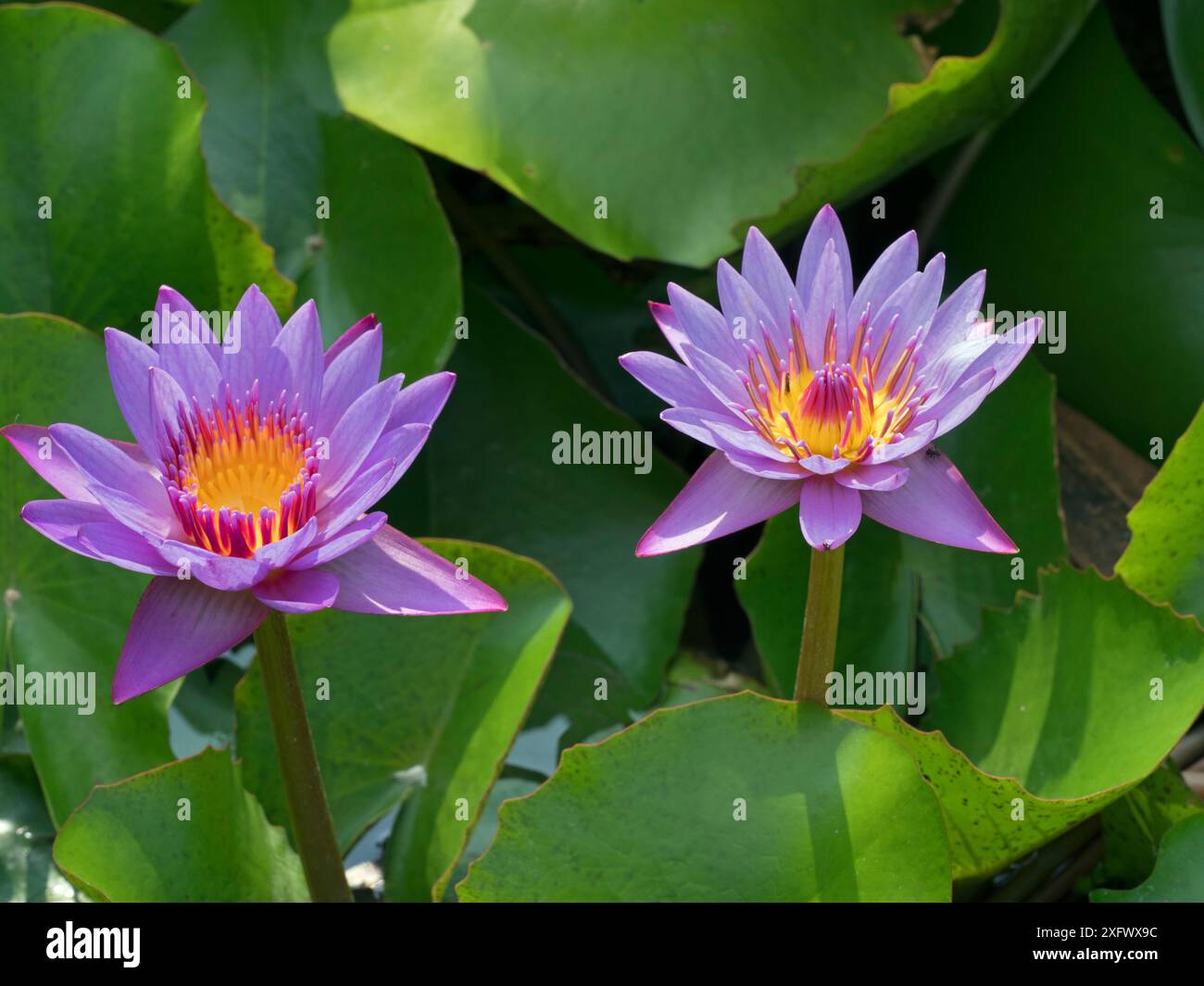 Fleurs de lotus bleu (Nymphaea nouchali), Thaïlande. Banque D'Images
