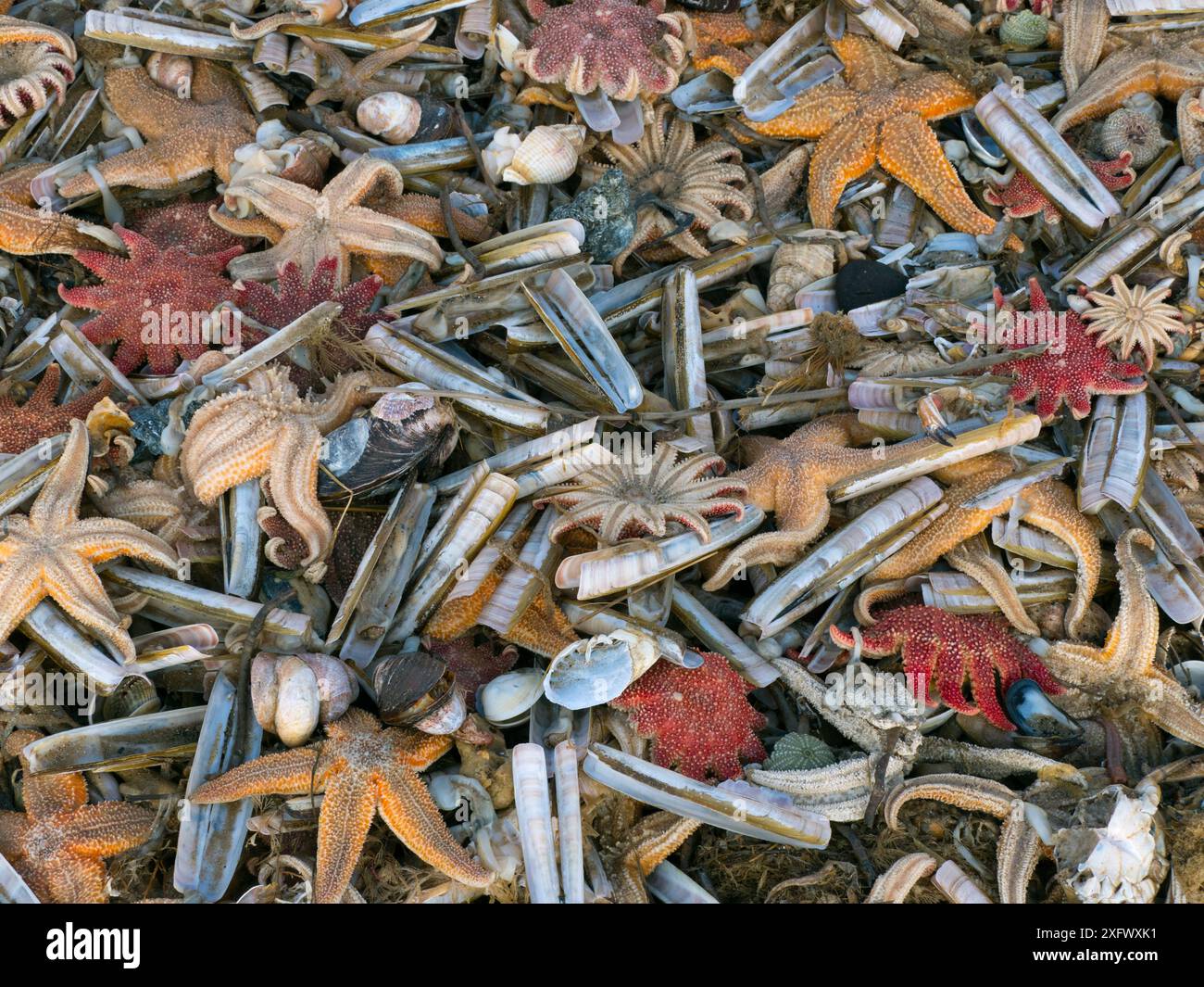 De grandes quantités de vie marine, y compris des étoiles de mer communes (Asterias rubens) avec des coquilles de rasoir (ENSIS) et des étoiles de soleil communes (Crossaster papposus) échouées sur la plage, Titchwell Beach, Norfolk, Angleterre, Royaume-Uni, mars Banque D'Images