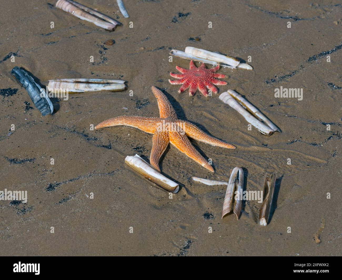 Étoile de mer commune (Asterias rubens) avec des coquilles de rasoir (Ensis) et étoile de soleil commune (Crossaster papposus) échouées sur la plage, Titchwell Beach, Norfolk, Angleterre, Royaume-Uni, mars Banque D'Images