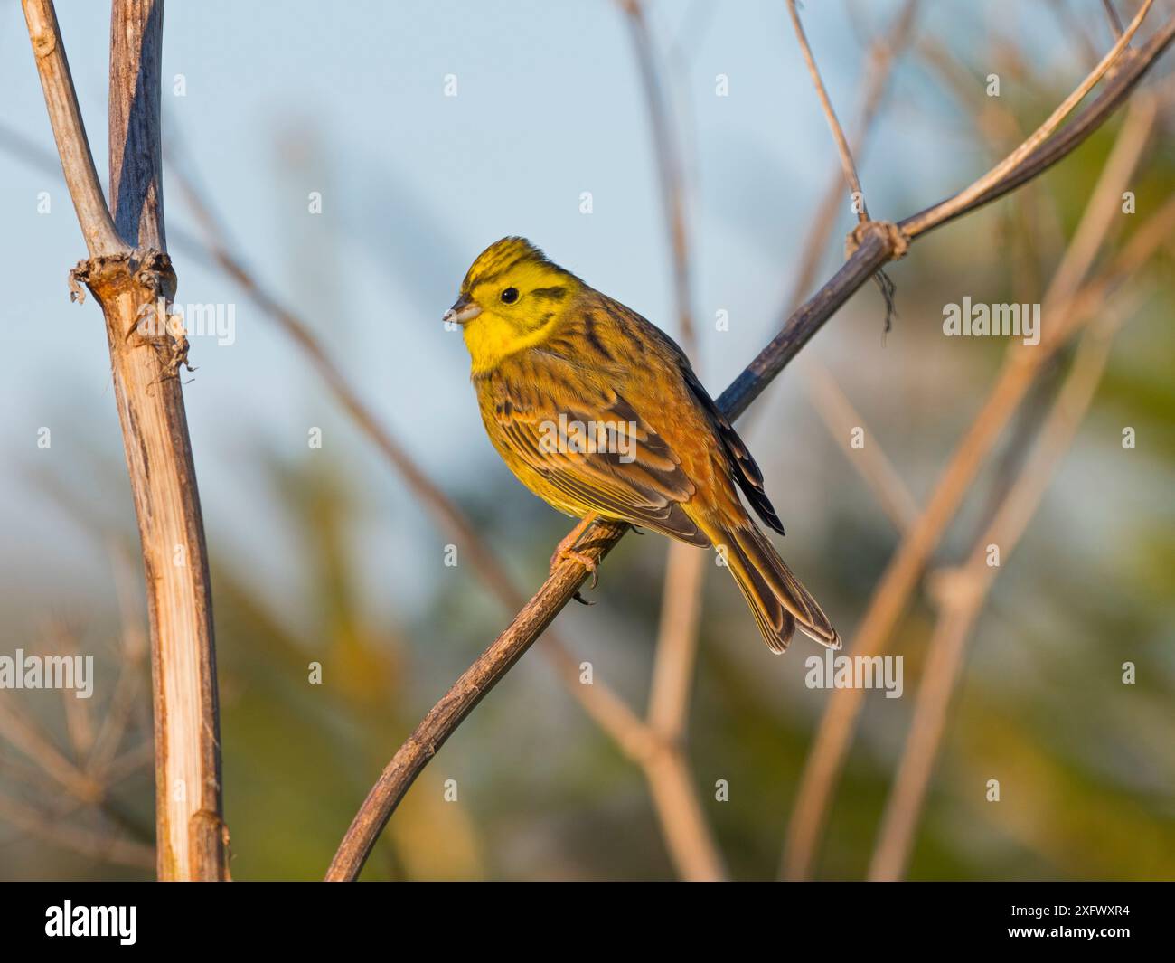 Yellowhammer (Emberiza citinella) perché, Norfolk, Angleterre, Royaume-Uni. Décembre. Banque D'Images