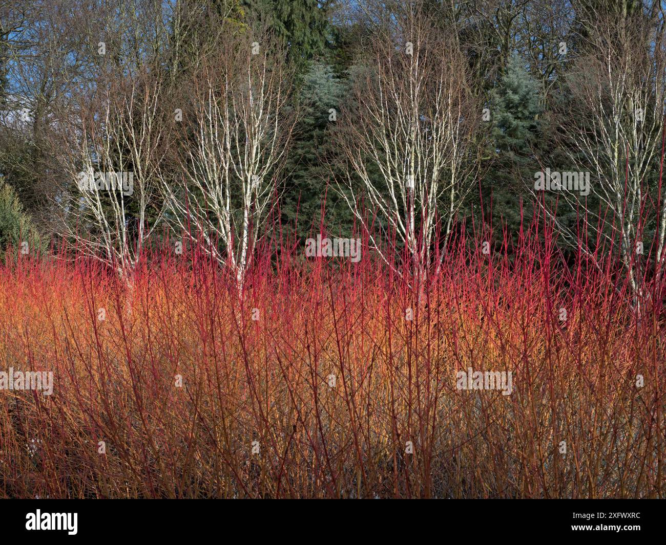 Dogwood (Cornus) et bouleau de l'Himalaya (Betula utilis var Jacquemontii) en hiver, Bressingham Gardens, Norfolk, Angleterre, Royaume-Uni, février. Banque D'Images