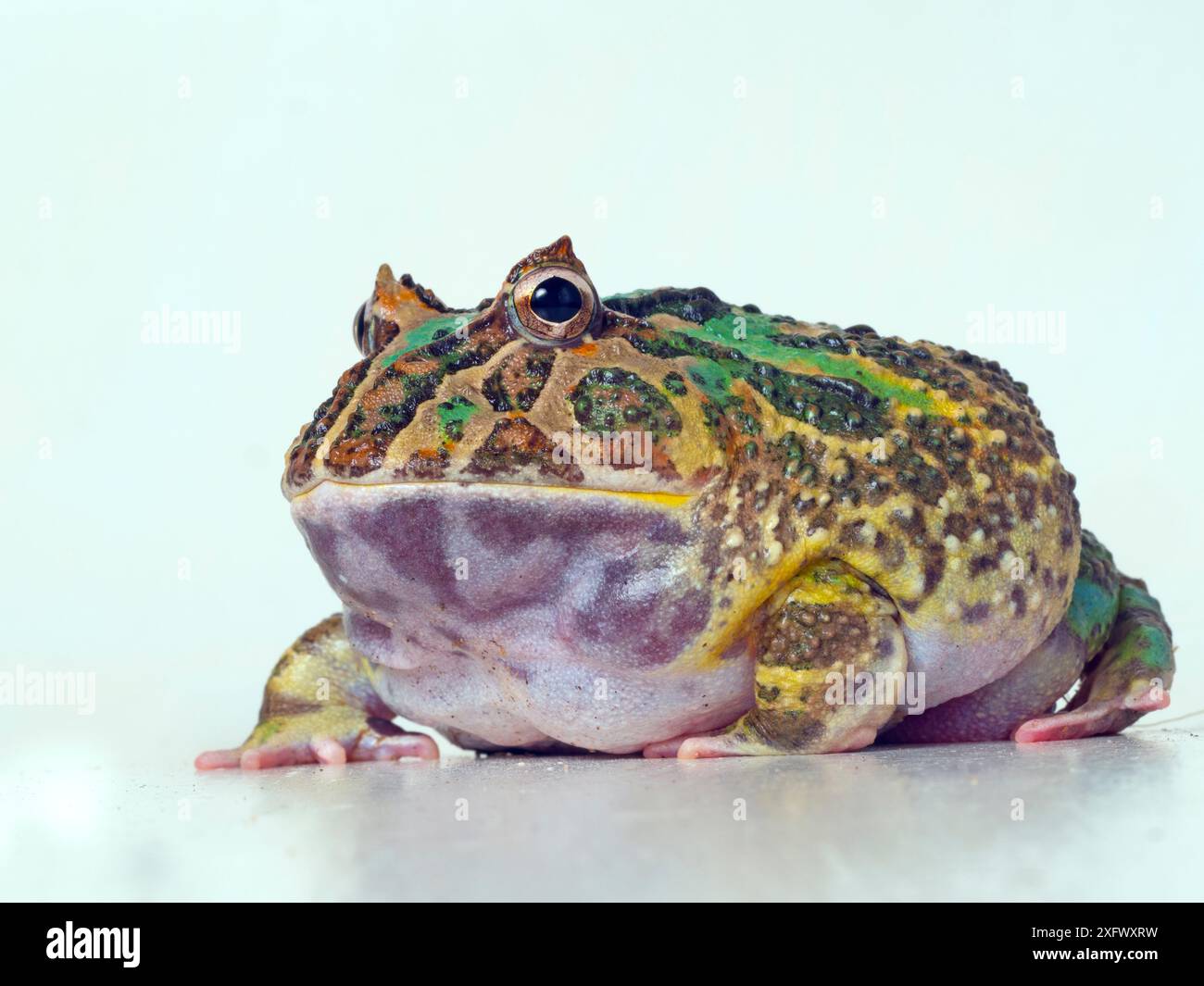 Grenouille à cornes Argentine (Ceratophrys ornata) captive. Se produit au Brésil, en Uruguay et en Argentine. Banque D'Images