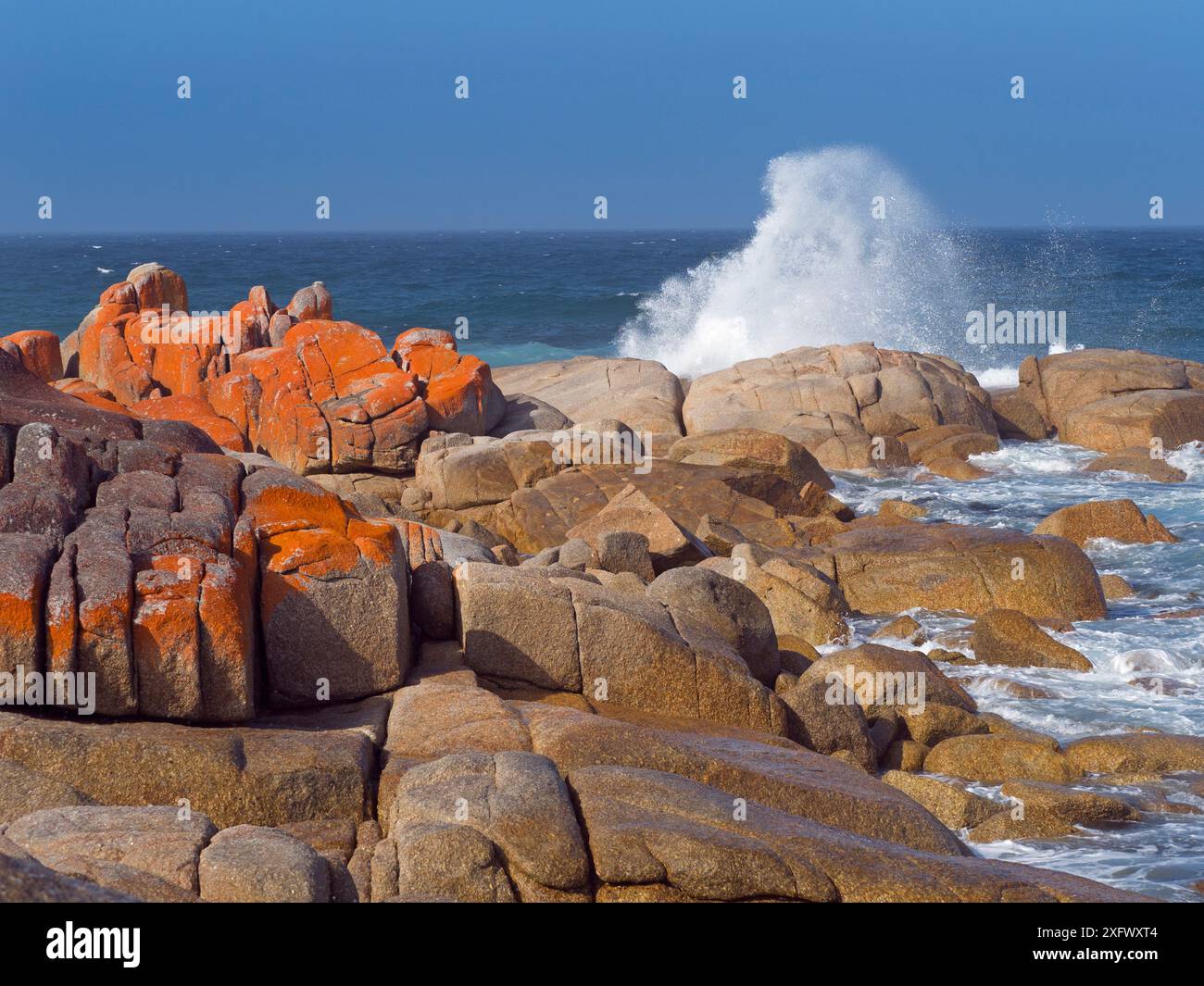 La baie des feux, côte est de la Tasmanie, Australie. Janvier. Banque D'Images