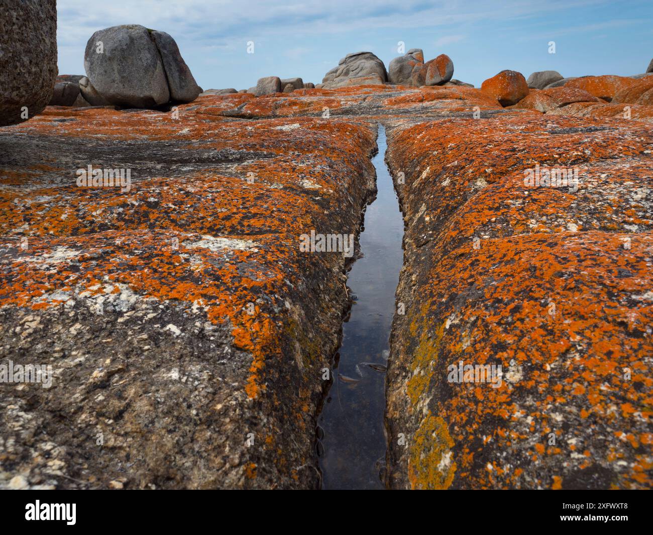 La baie des feux, roche granitique recouverte de lichens, côte est de la Tasmanie, Australie. Janvier. Banque D'Images