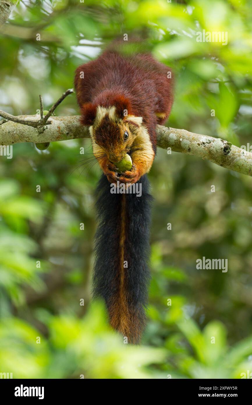 Écureuil géant indien (Ratufa indica) se nourrissant, Tamil Nadu, Inde. Banque D'Images