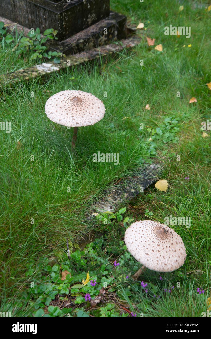 Champignon parasol (Macrolepiota procera) dans le vieux cimetière. Surrey, Angleterre, Royaume-Uni. Août. Banque D'Images