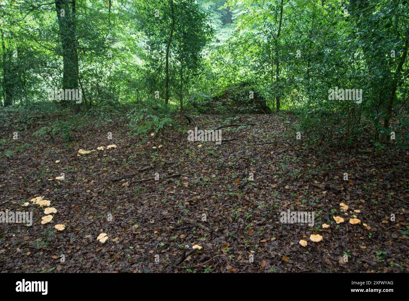 Anneau de champignon de hérisson des bois (Hydnum repandum) dans les bois à feuilles caduques. Surrey, Angleterre, Royaume-Uni. Septembre 2017. Banque D'Images