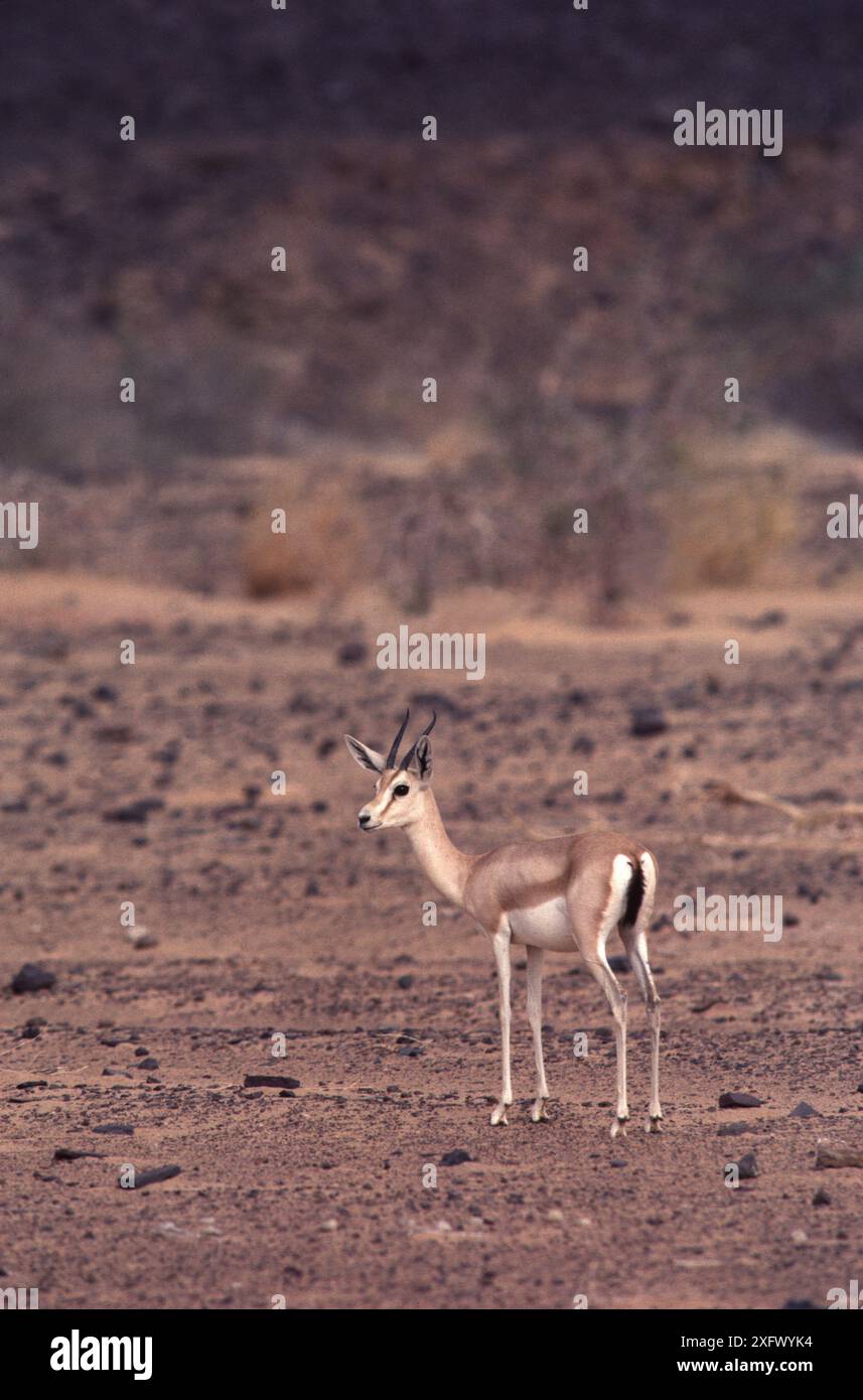 Dorcas Gazelle (Gazella dorcas) désert du Sahara. Banque D'Images