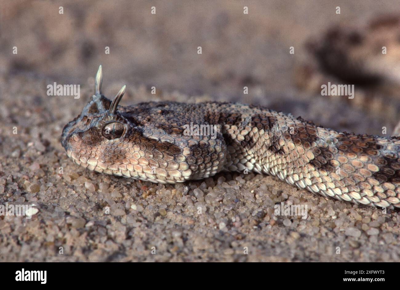 Faux cobra (Malpolon moilensis) Tunisie, Sahara, Banque D'Images