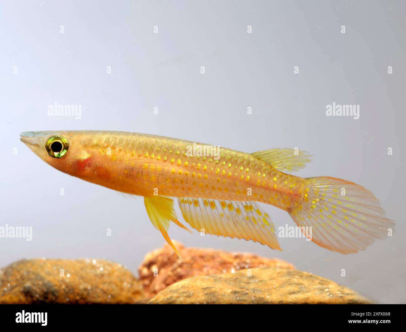 Panchax rayé (Aplocheilus lineatus) en aquarium. Se produit en Inde et au Sri Lanka. Banque D'Images