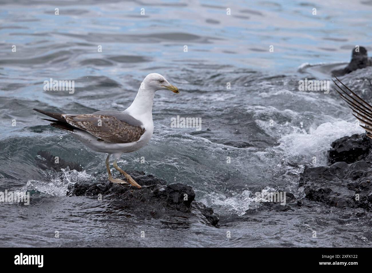 Goéland à pattes jaunes (Larus michahellis atlantis) debout sur le rocher, Fuerteventura, Îles Canaries, Espagne. Février. Banque D'Images