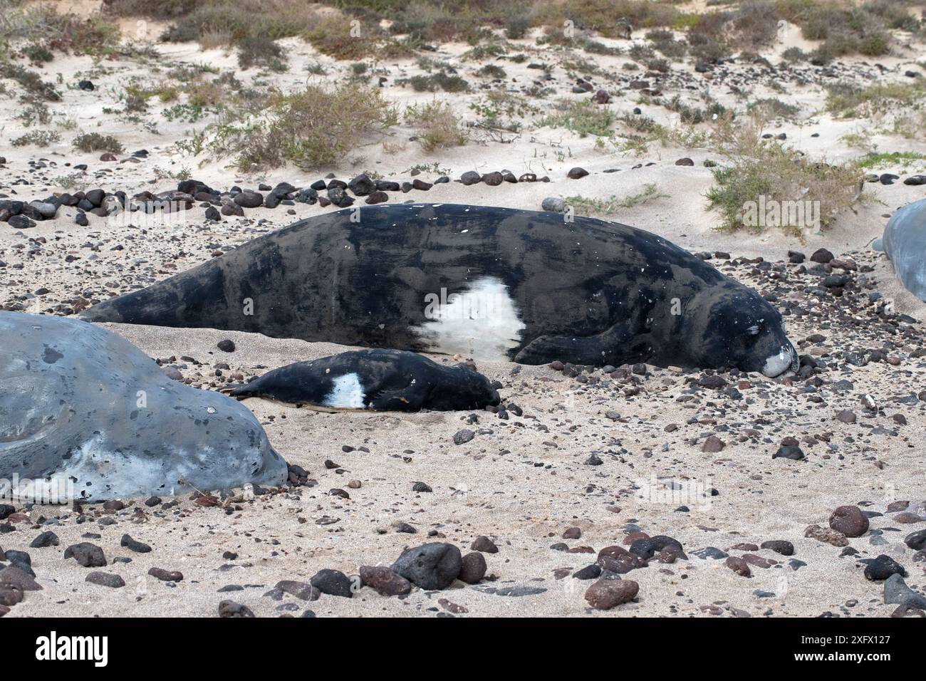 Groupe de phoques moines méditerranéens (Monachus monachus) comprenant mère et bébé, Fuerteventura, îles Canaries, Espagne. Février. Banque D'Images