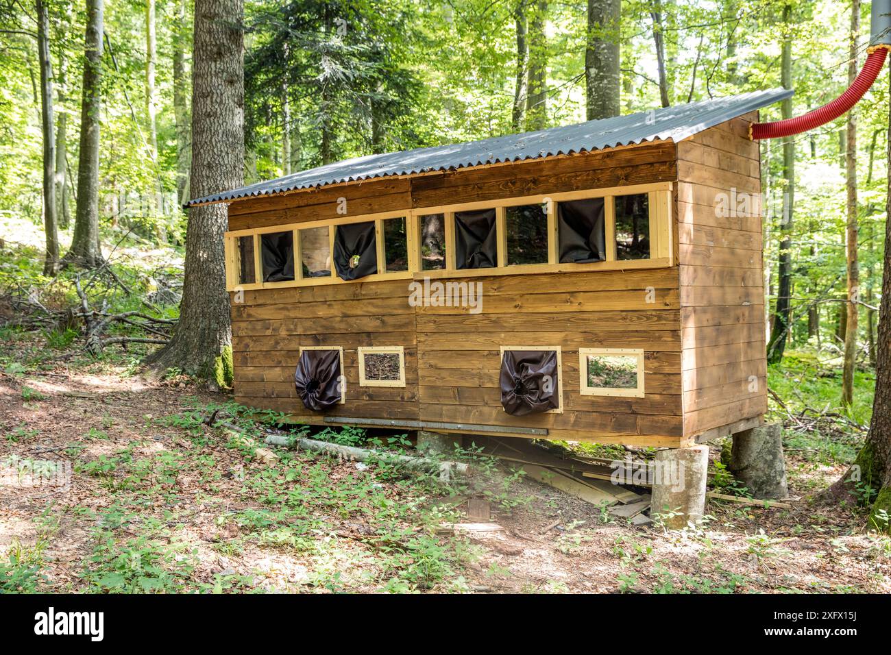 Cacher pour avoir pris des photos des ours bruns, Notranjska, Slovénie. Juin 2017. Banque D'Images