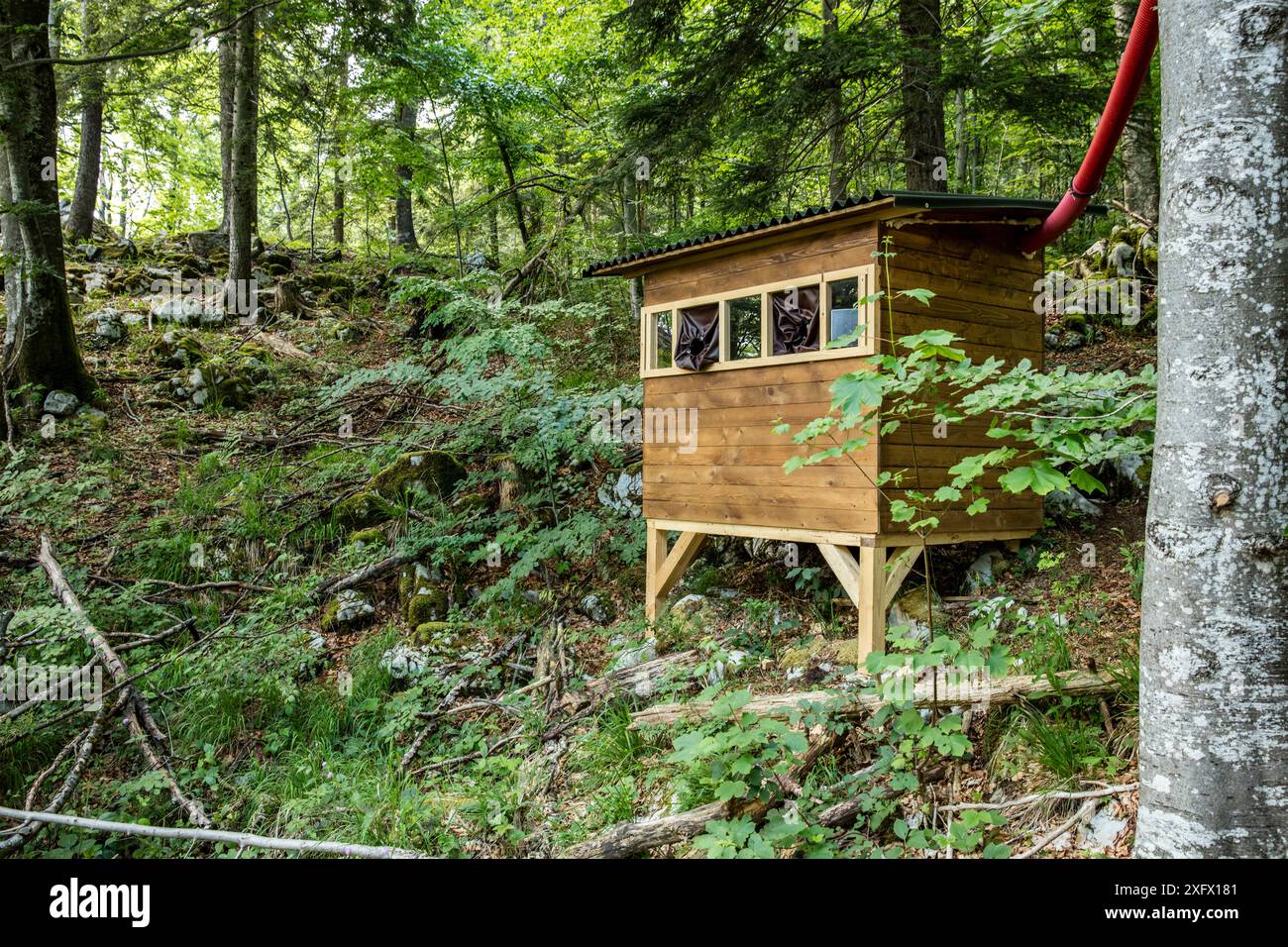 Cacher pour avoir pris des photos des ours bruns, Notranjska, Slovénie. Juin 2017. Banque D'Images
