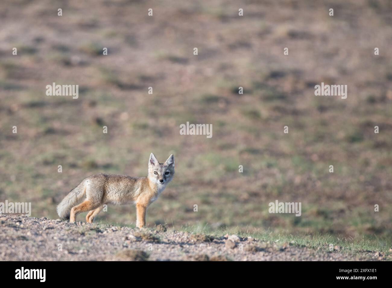 Renard de Corsac (Vulpes corsac) regardant la caméra, Mongolie, juin. Banque D'Images