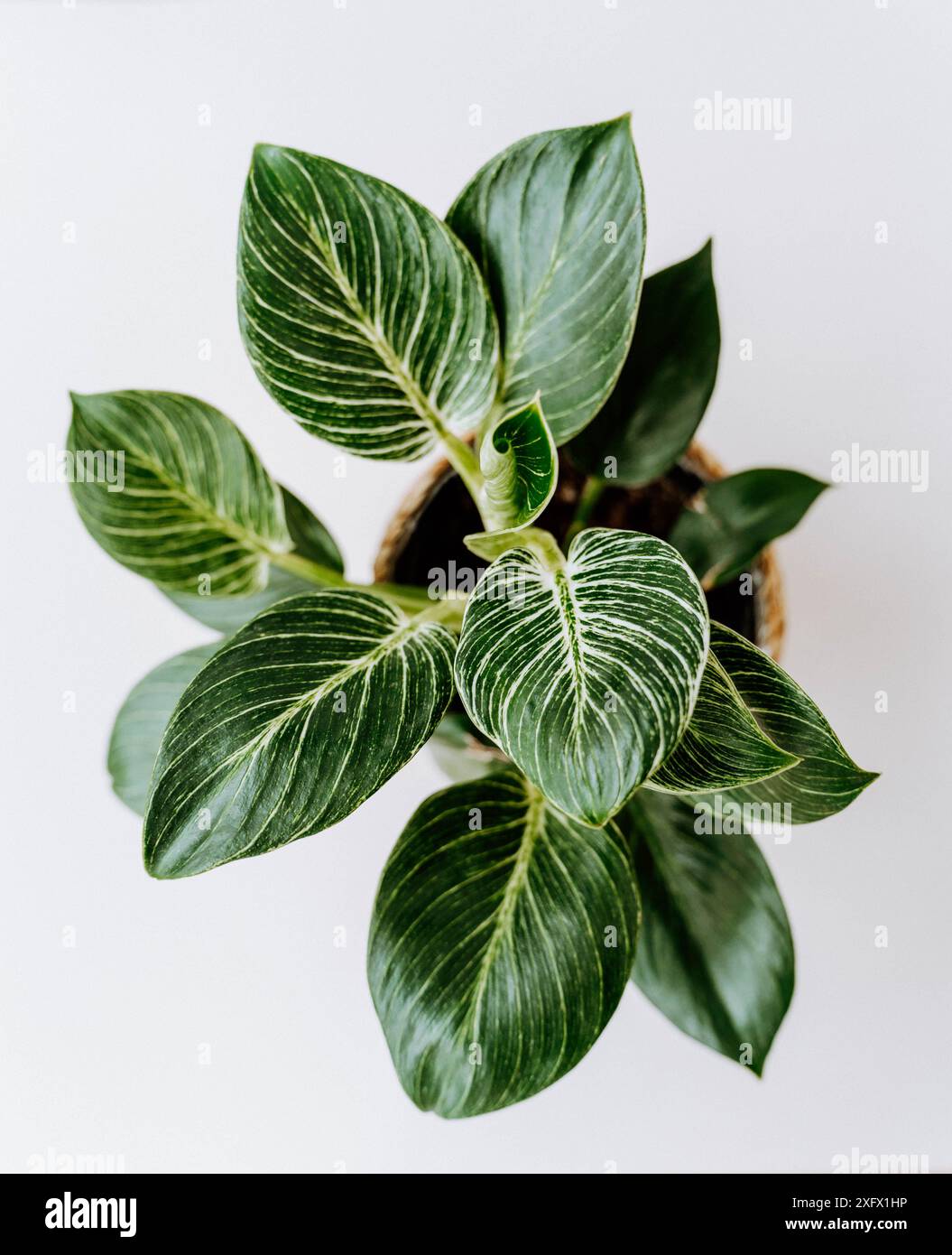 Philodendron Birkin plante d'intérieur en pot sur fond blanc. Belle plante avec des feuilles vertes rayées Banque D'Images