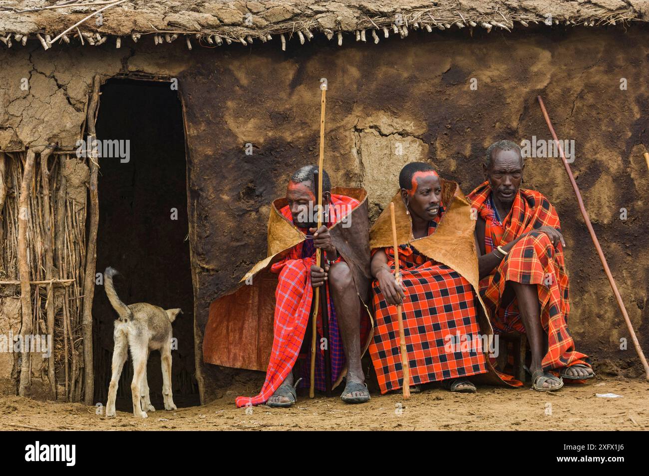 Aînés et chien du village Maasai, village Maasai, Kenya. Afrique. Septembre 2006. Banque D'Images