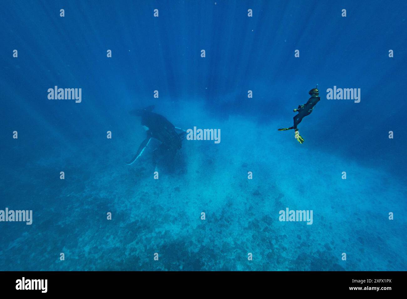 Plongeur avec baleine à bosse (Megaptera novaeangliae) et veau, Tonga. Banque D'Images