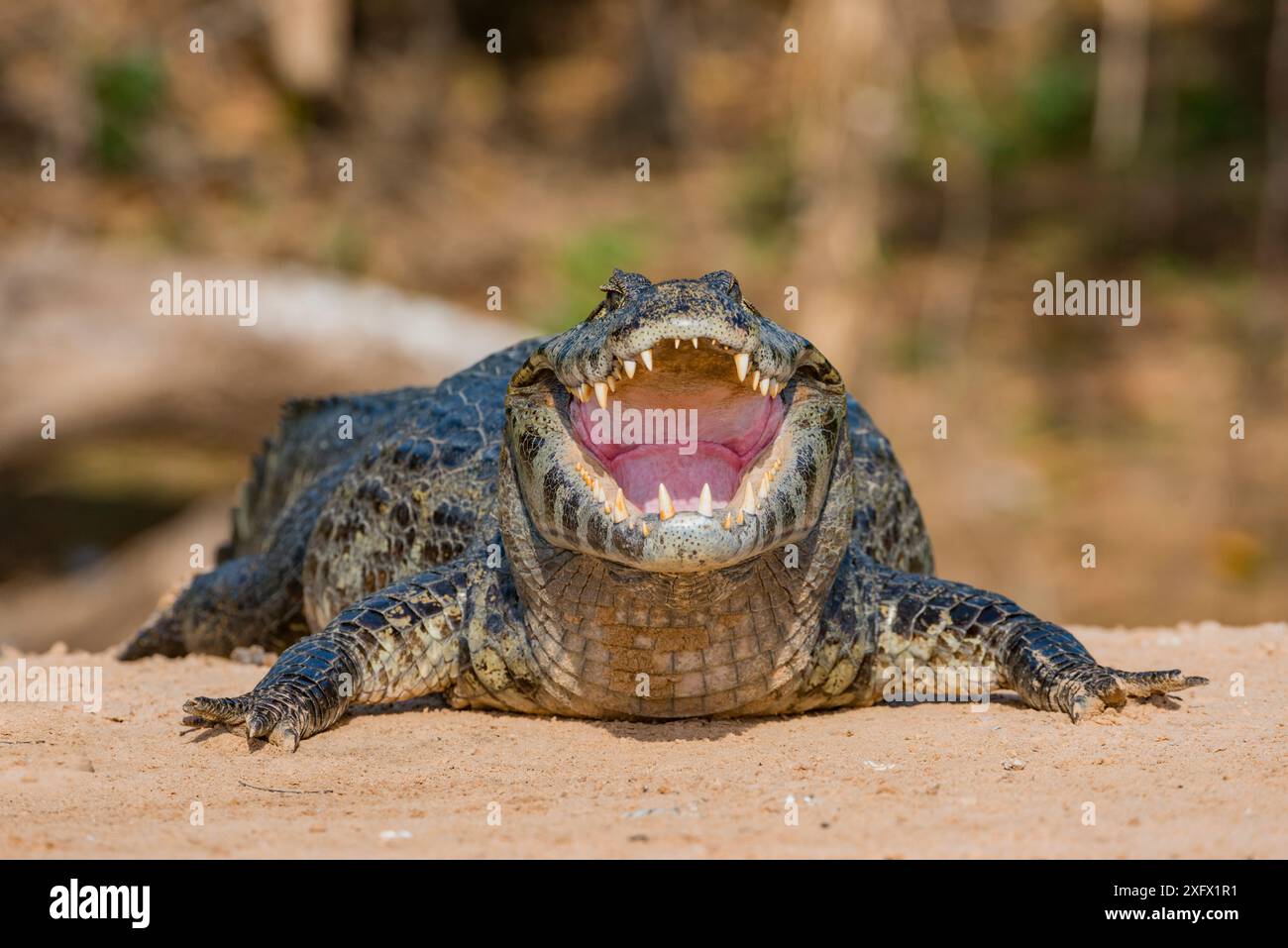 Yacare Caiman (Caiman yacare) avec bouche ouverte pour se rafraîchir sur la rive de la rivière. Rivière Cuiaba, parc national du Pantanal Matogrossense, Pantanal, Brésil. Banque D'Images