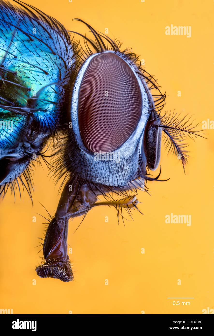 Tête d'une mouche verte (Lucilia sp., probablement L. illustris). Pile de 234 cadres. Banque D'Images