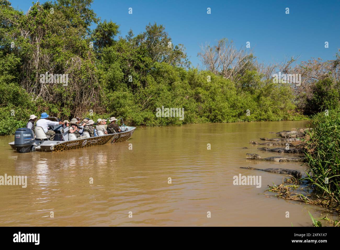 Yacare Caiman (Caiman yacare) groupe sur le bord de la rivière avec un bateau plein de touristes, rivière Cuiaba, parc national du Pantanal Matogrossense, Pantanal, Brésil. Banque D'Images