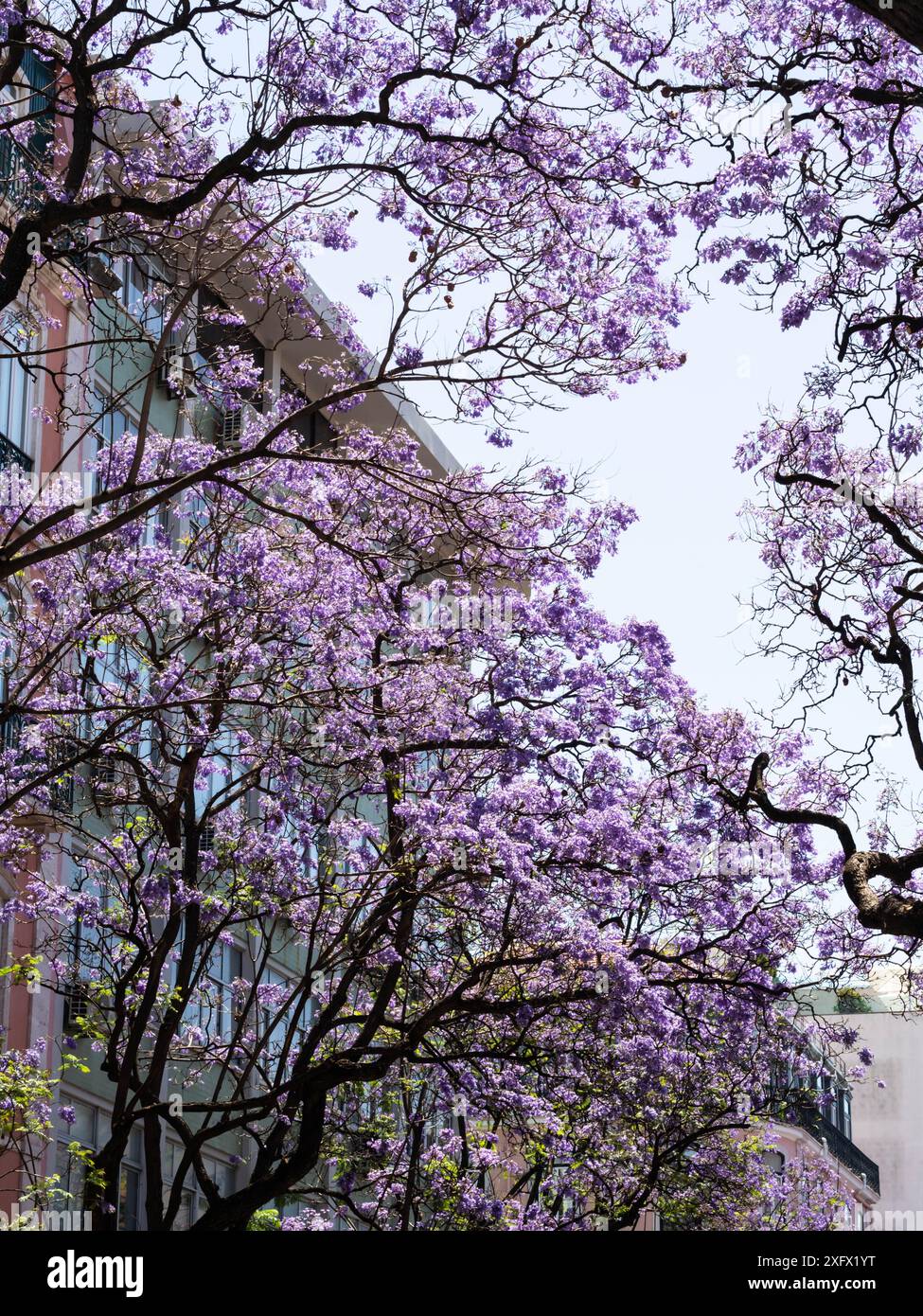 Fleurs violettes Jacaranda fleurissant contre le ciel bleu et les bâtiments de la ville Banque D'Images