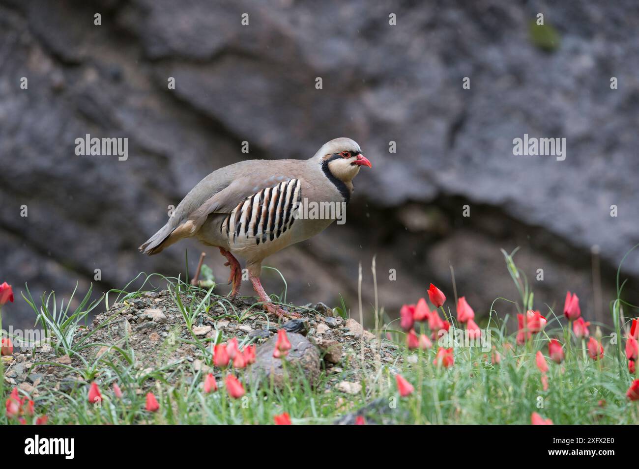 perdrix de chukar (Alectoris chukar) parmi les fleurs rouges, Pamyr, Tadjikistan. Avril. Banque D'Images