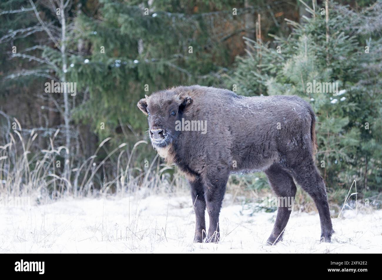 Bison d'Europe (Bison bonasus) juvénile dans la neige, Bryansk, District fédéral central, Russie. Janvier. Banque D'Images