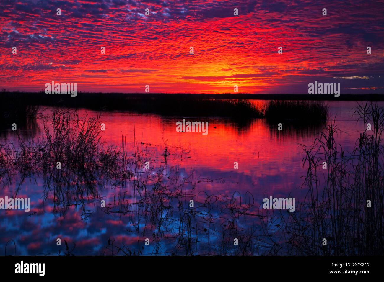 Lever de soleil sur l'étang de Canards souchets, réserve naturelle nationale d'Anahuac, Texas, USA, Décembre 2017 Banque D'Images Lever de soleil sur l'étang de Canards souchets, réserve naturelle nationale d'Anahuac, Texas, USA, Décembre 2017 Banque D'Images