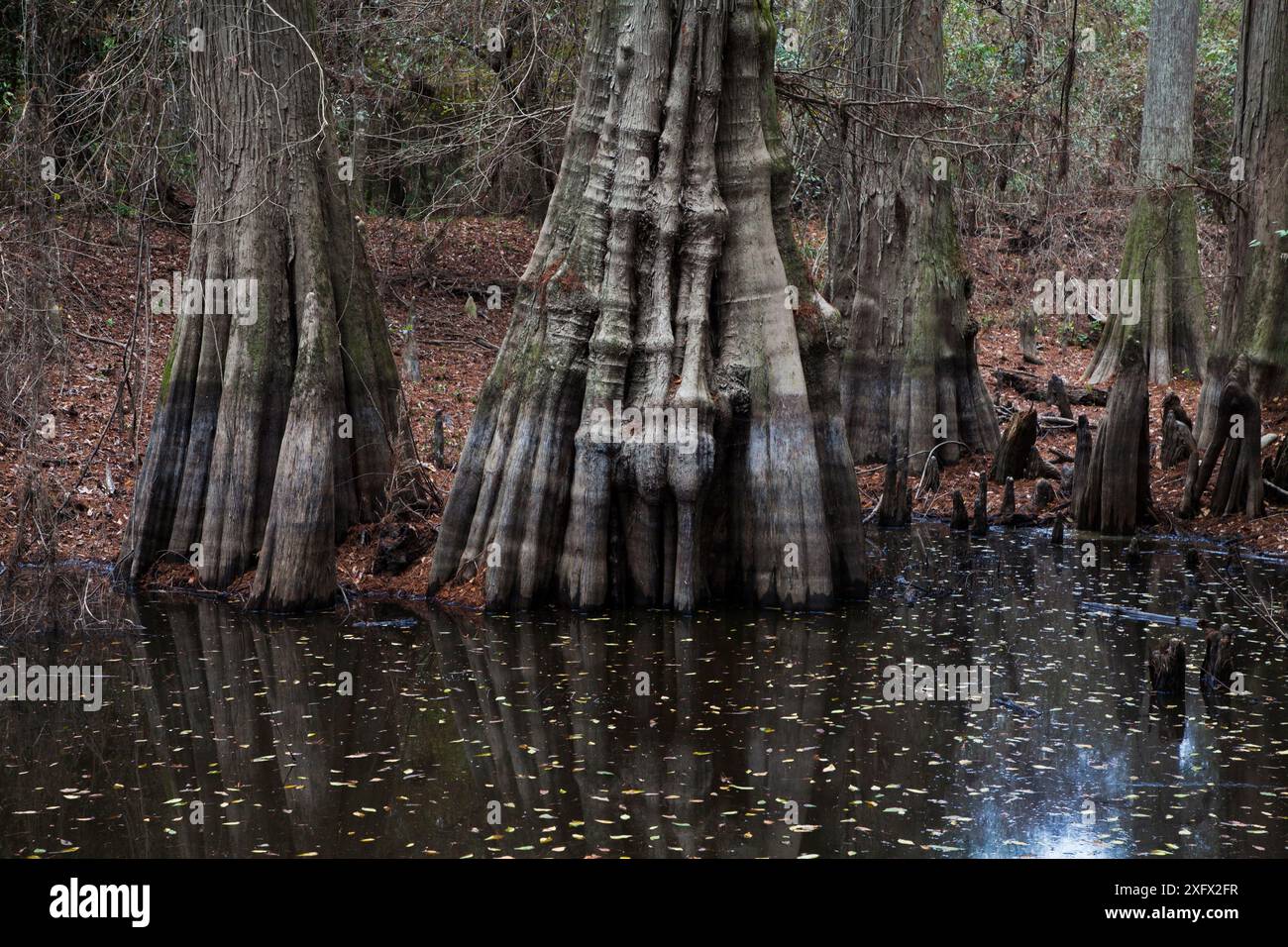 Cyprès chauve (Taxodium distichum) montrant des genoux de cyprès, Kirby nature Trail, Big Thicket National Preserve, Texas, États-Unis, décembre 2017 Banque D'Images Cyprès chauve (Taxodium distichum) montrant des genoux de cyprès, Kirby nature Trail, Big Thicket National Preserve, Texas, États-Unis, décembre 2017 Banque D'Images