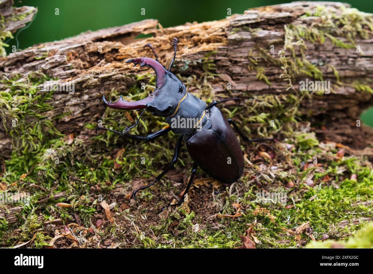 Coléoptère (Lucanus cervus) mâle sur bûche couverte de mousse pourrie, Ringwood, Hampshire, Angleterre, Royaume-Uni, juin. Banque D'Images Coléoptère (Lucanus cervus) mâle sur bûche couverte de mousse pourrie, Ringwood, Hampshire, Angleterre, Royaume-Uni, juin. Banque D'Images