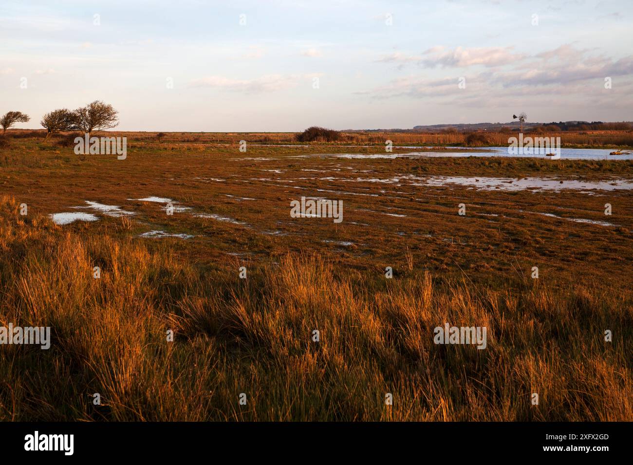 Prairies d'eau avec une roue à eau au-delà, réserve naturelle nationale de Holme Dunes, réserve naturelle de Norfolk Wildlife Trust, Norfolk, Angleterre, Royaume-Uni, février 2018 Banque D'Images Prairies d'eau avec une roue à eau au-delà, réserve naturelle nationale de Holme Dunes, réserve naturelle de Norfolk Wildlife Trust, Norfolk, Angleterre, Royaume-Uni, février 2018 Banque D'Images