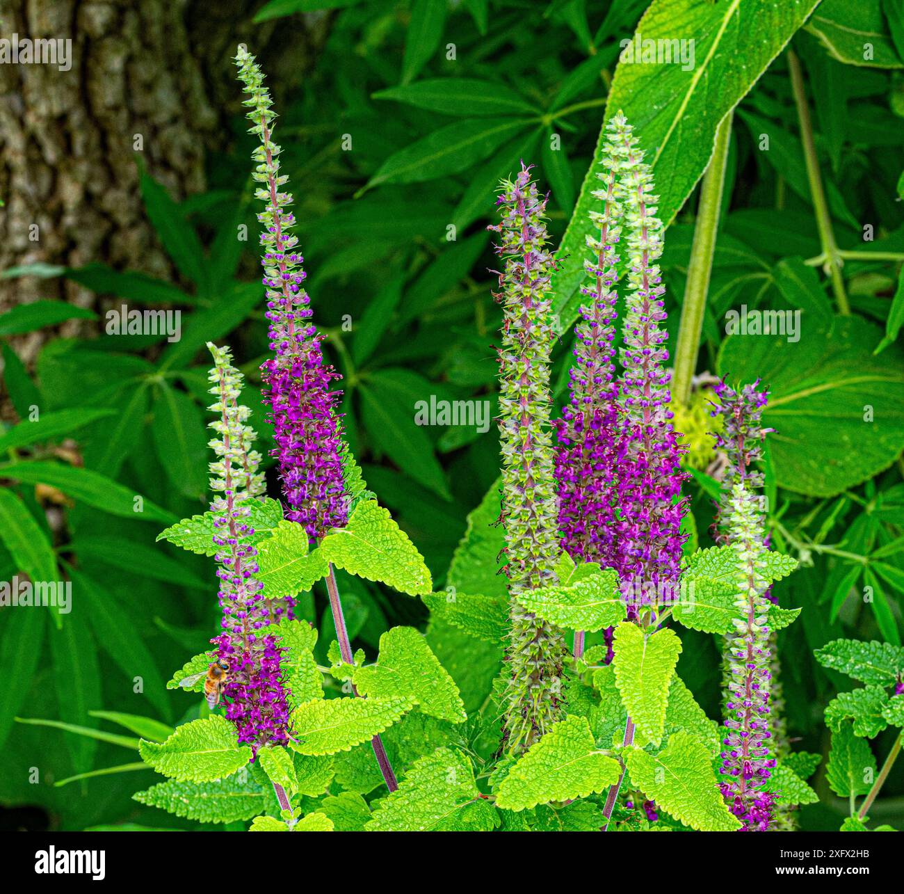 L'usine médicale de Teucrium hircanicum. Queues violettes la sauge en bois pousse dans une forêt, un jardin. Banque D'Images