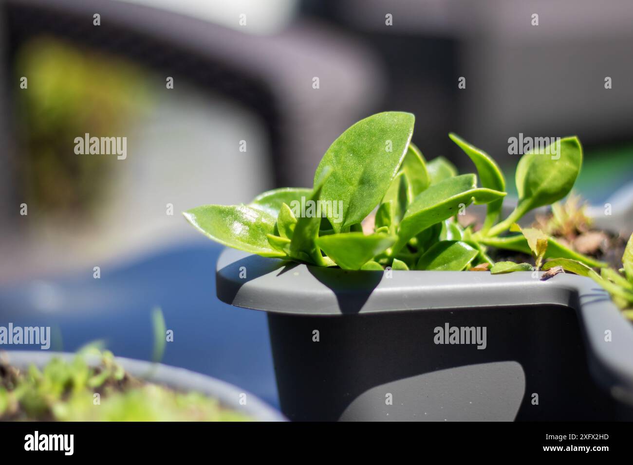 Dans un pot de fleurs se dresse une plante luxuriante en pot abondante de feuilles vertes. Il ajoute une touche vivante à l'espace, apportant une atmosphère naturelle et rafraîchissante Banque D'Images