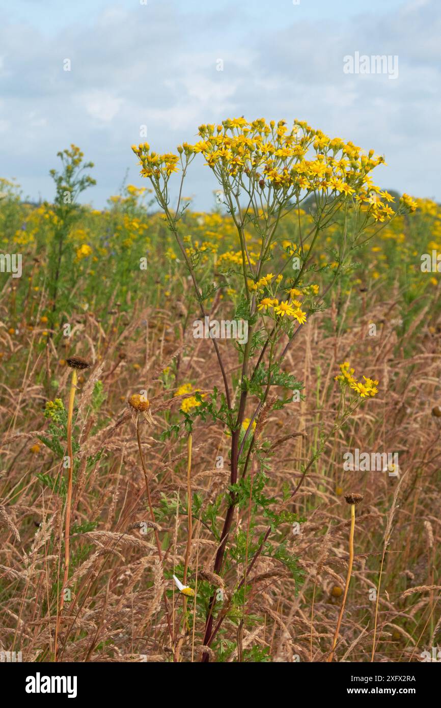 Une prairie pleine de Ragwort, une plante toxique pour le bétail Banque D'Images