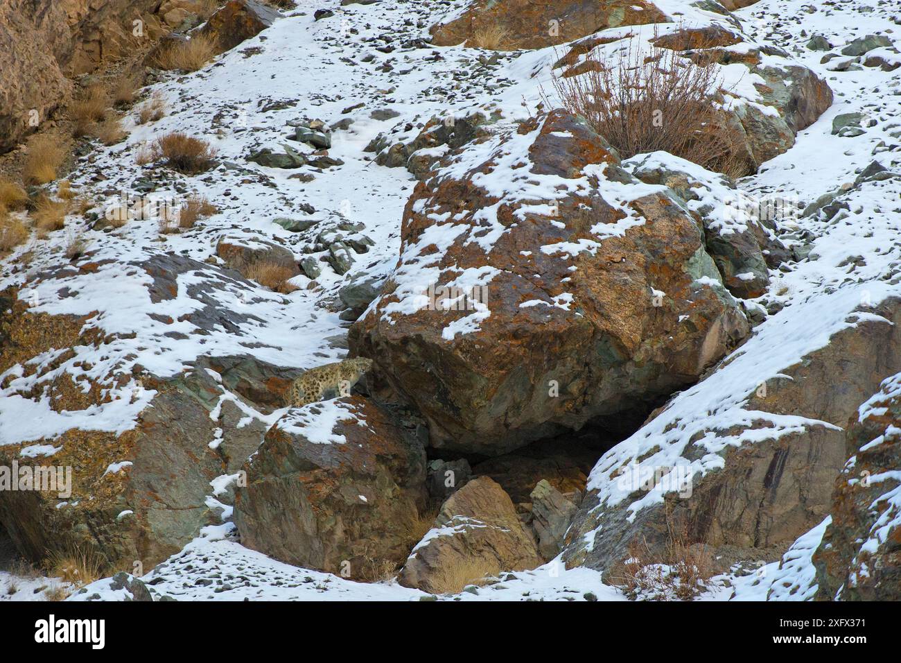 Léopard des neiges sauvage (Panthera uncia), dans son habitat, parc national de Hemis, Himalaya, Ladakh, Inde Banque D'Images