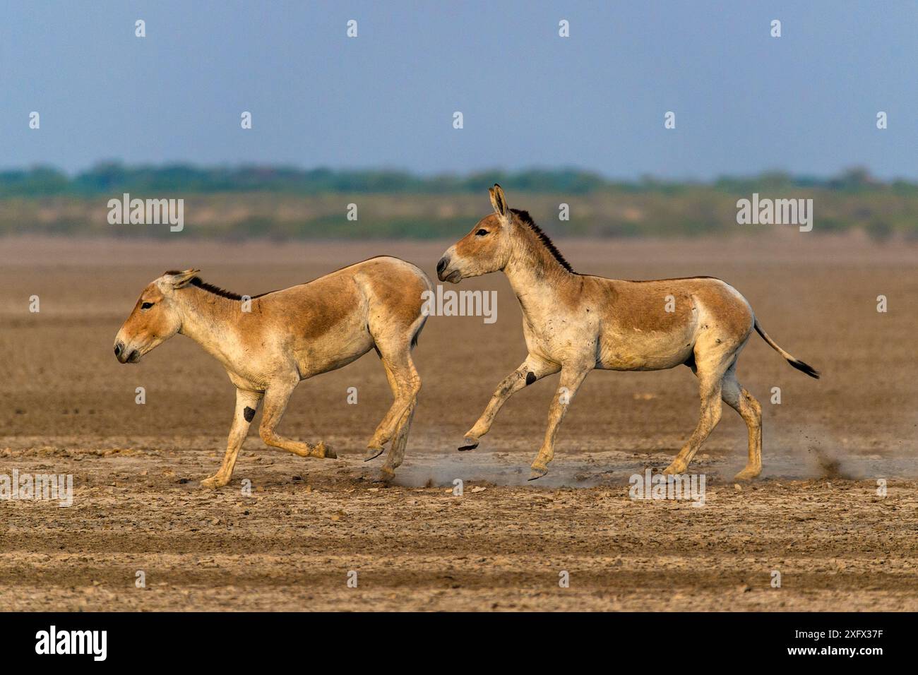 Âne sauvage asiatique (Equus hemionus khur), jeunes mâles qui se battent et se poursuivent, petit Rann de Kutch, Gujarat, Inde Banque D'Images