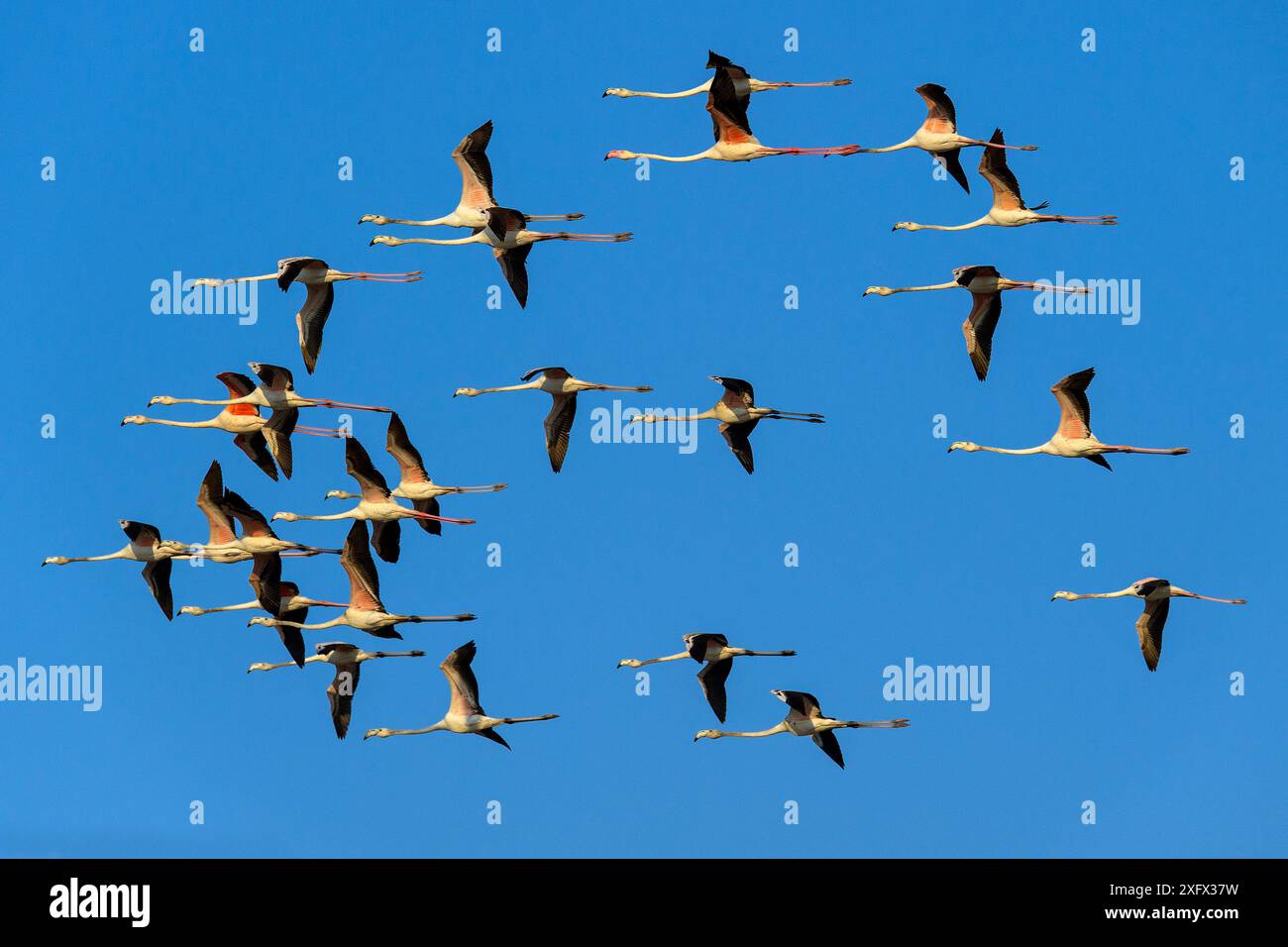 Grand flamant rose (Phoenicopterus roseus), troupeau en vol, Rajasthan, Inde Banque D'Images