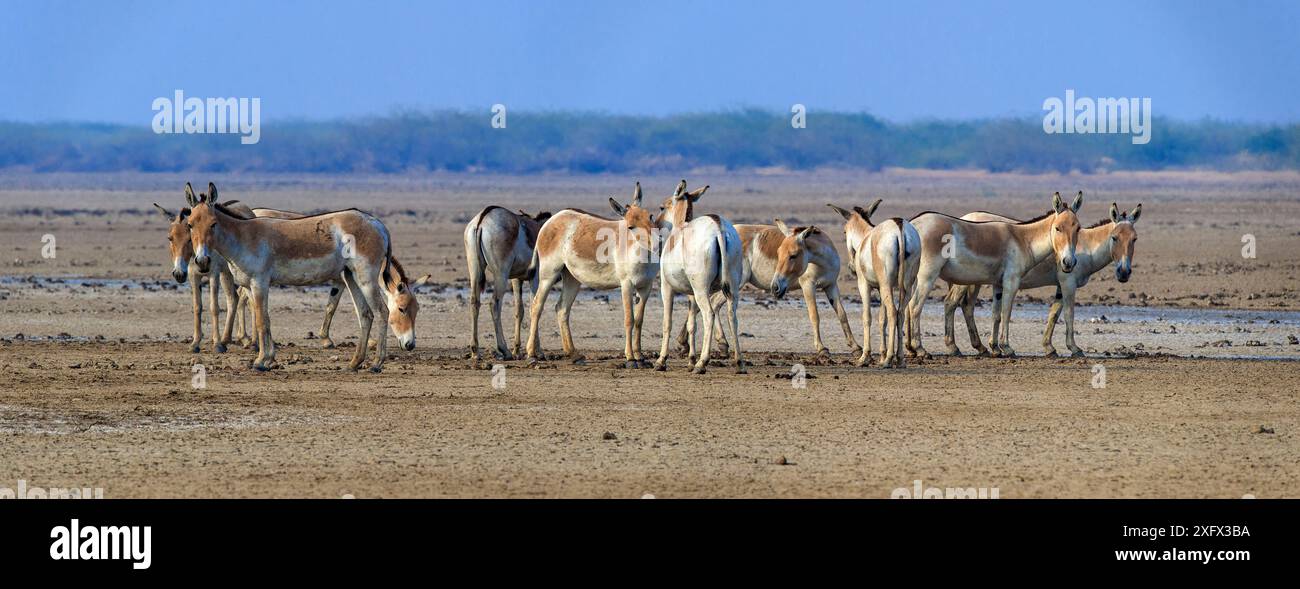 Âne sauvage asiatique (Equus hemionus khur), groupe sur une marmite saline stérile, petit Rann de Kutch, Gujarat, Inde. Panorama assemblé. Banque D'Images