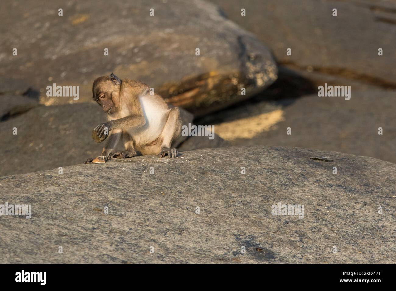 Macaque birman à longue queue (Macaca fascicularis aurea) utiliser un outil en pierre pour casser les coquilles ouvertes. Île de Piak Nam Yai, mer d'Adaman, Thaïlande. Banque D'Images