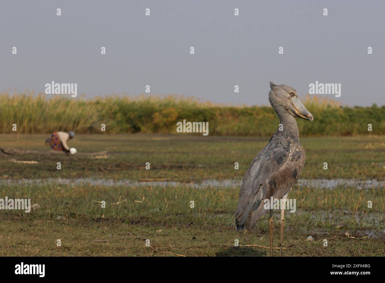 Shoebill (Balaeniceps rex) avec une personne en arrière-plan, marais de Bengweulu, Zambie Banque D'Images