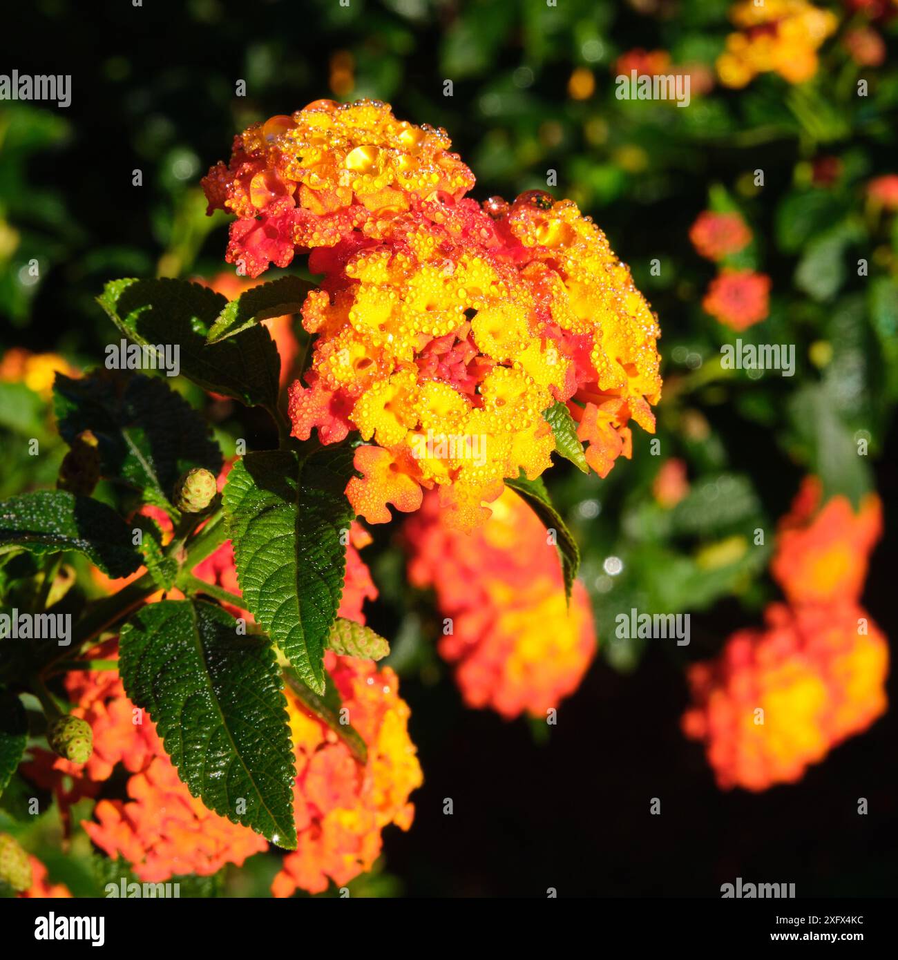 Rosée matinale sur les fleurs d'une plante Lantana, Lantana camera, un arbuste de la famille des verveines. Banque D'Images