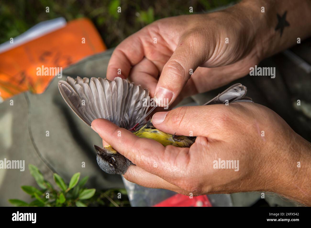 Le biologiste Nathan Cooper tenant la paruline mâle Kirtland&#39;s (Setophaga kirtlandii) avant de remplacer l'ancienne nano tag par une nouvelle. Michigan, États-Unis. Juillet 2017. Banque D'Images