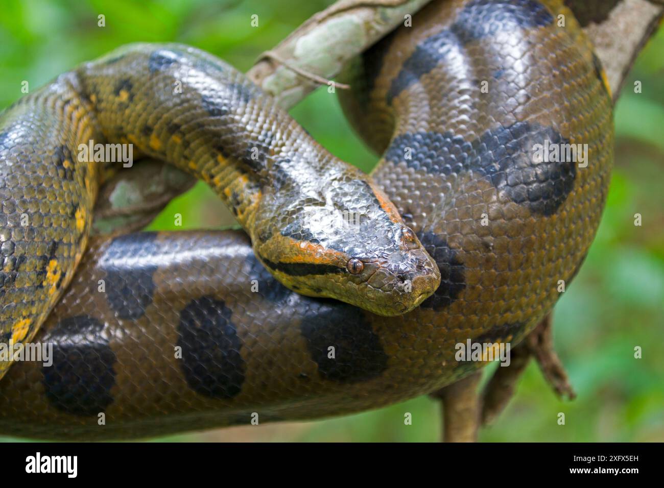 Anaconda commun (Eunectes murinus) Amazonas, Brésil. Banque D'Images