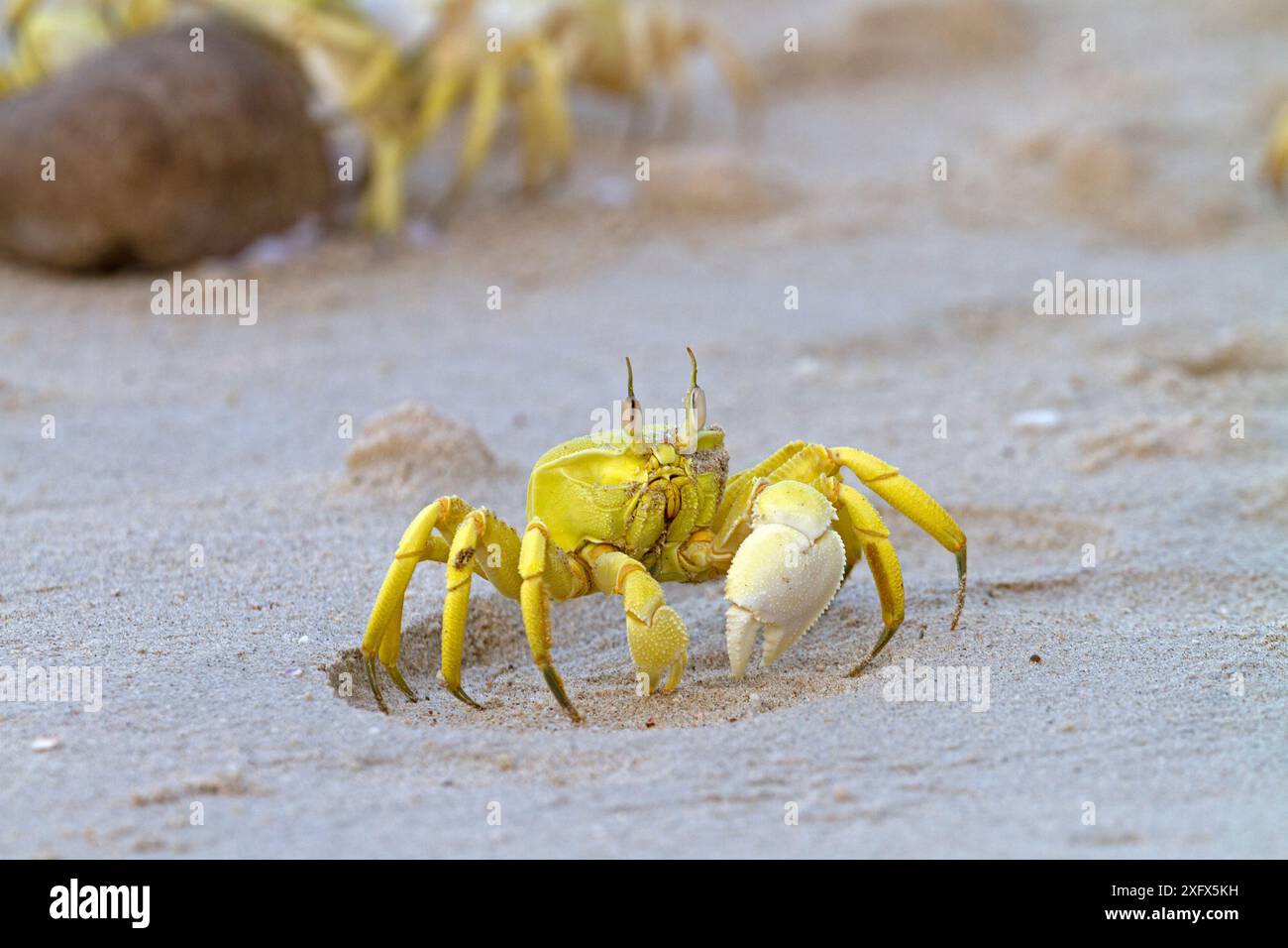 Crabe fantôme (Socotrapotamon socotrensis ) île de Socotra, site du patrimoine mondial de l'UNESCO, Yémen. Banque D'Images