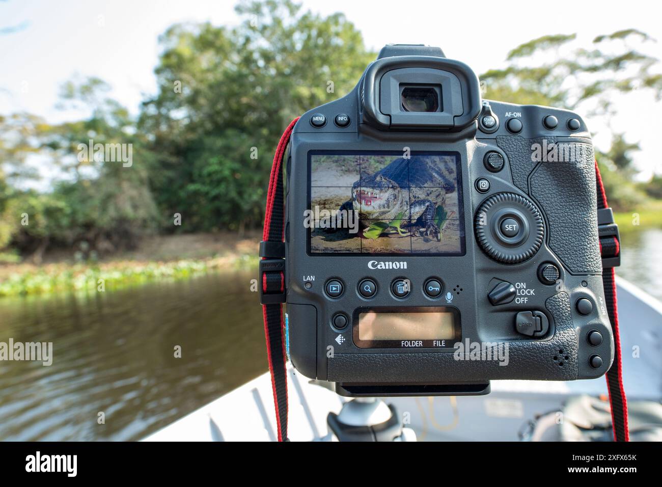 Viseur de caméra avec Yacare Caiman (Caiman yacare) dans le cadre, fleuve Paraguay, zones humides du Pantanal, Mato Grosso, Brésil Banque D'Images