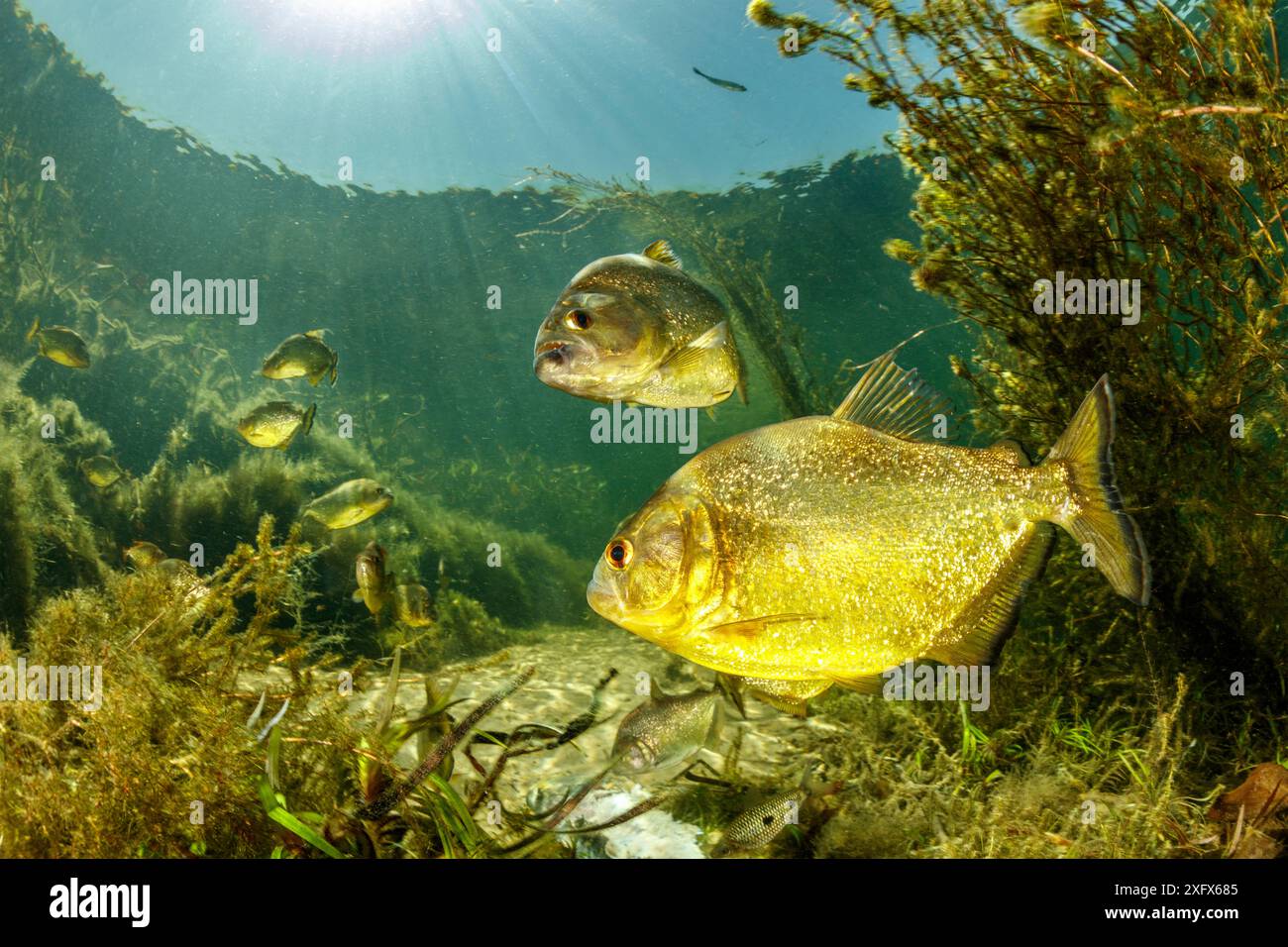 Piranha jaune (Pygocentrus natteri), fleuve Paraguay, Pantanal, Brésil Banque D'Images