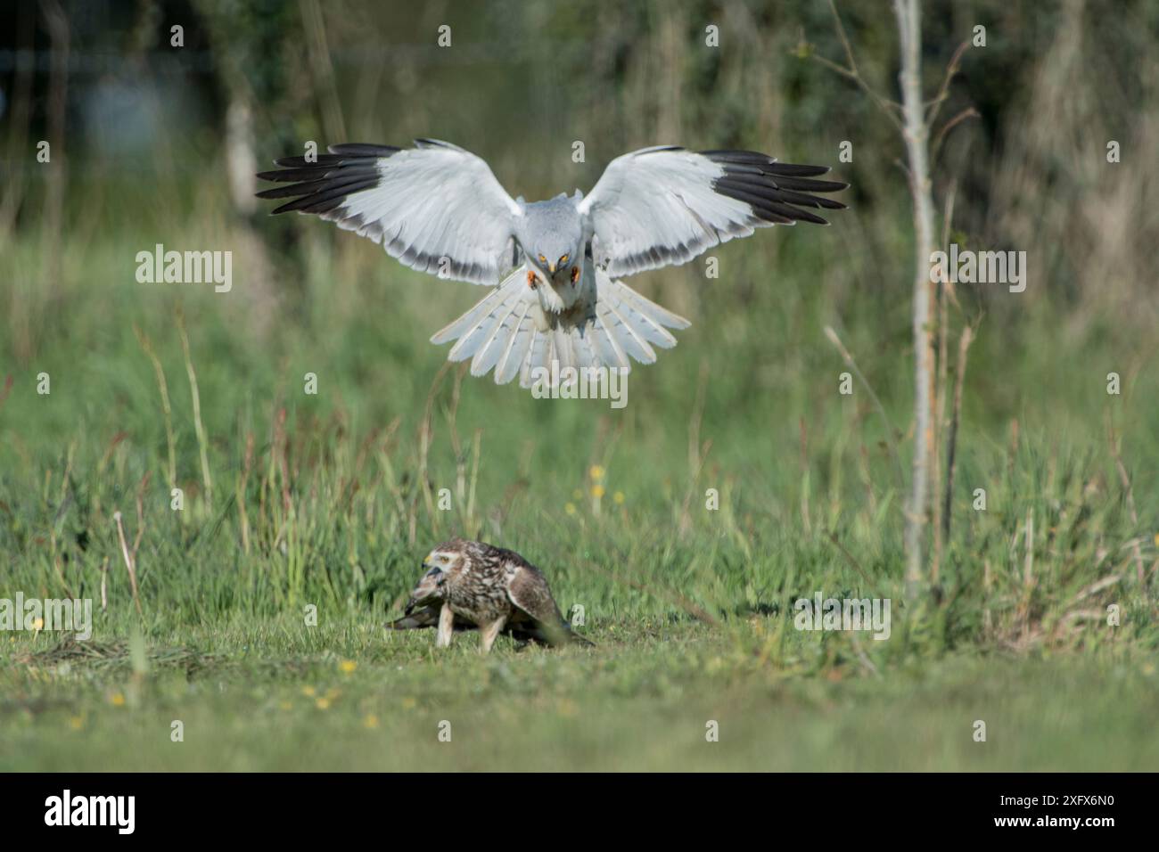 Poule harrier (Circus cyaneus) mâle débarquant à côté de femelle, Mayenne, France. Mai. Banque D'Images