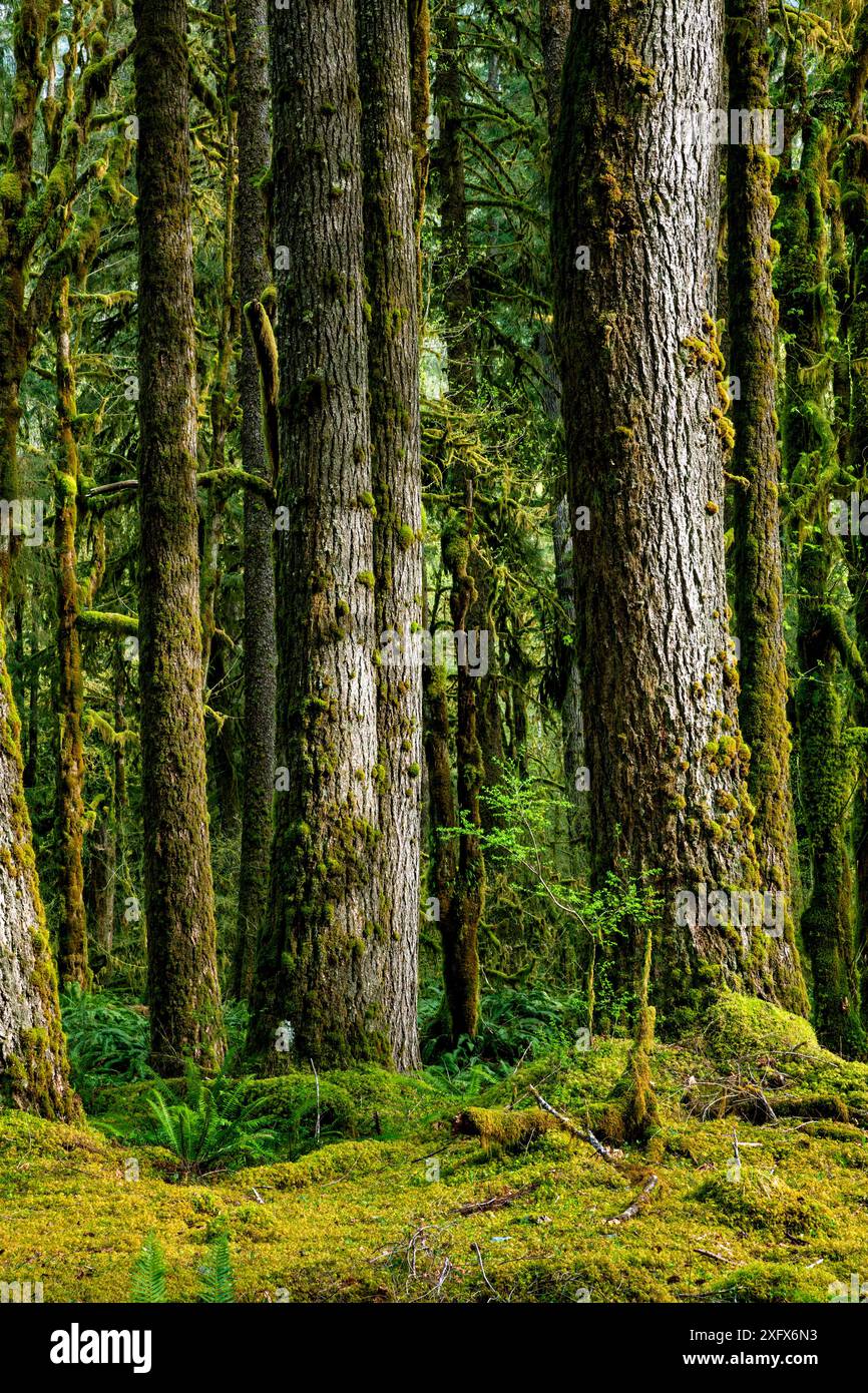 Forêt tropicale à graves Creek le long de la vallée de la rivière Quinault dans le parc national olympique, États-Unis, avril. Banque D'Images